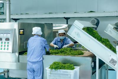 国内首条连续式莓茶自动化生产线张家界投产