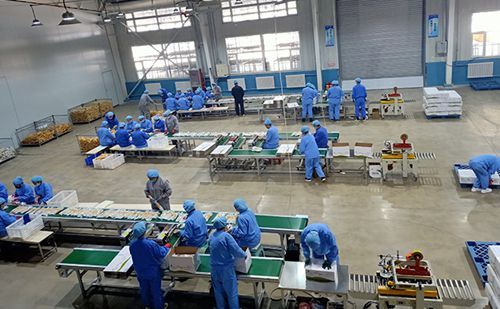 吉林省加快农业龙头企业恢复生产推进产业化发展